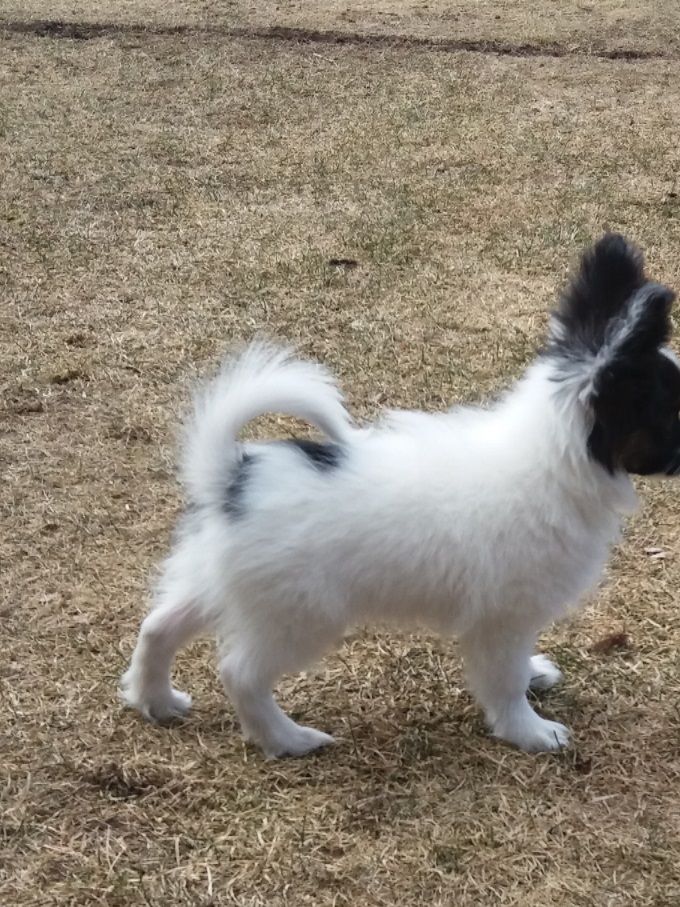 Golden Clipp's Ozzy Bozzy Boy. Såld